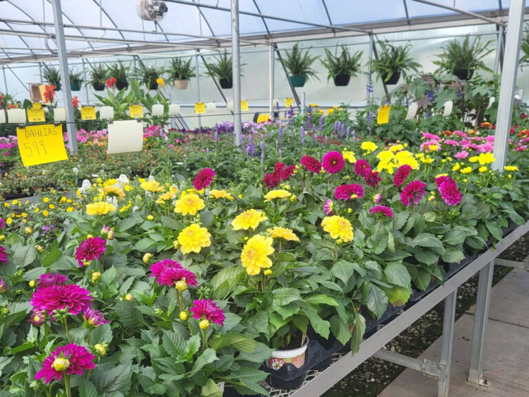 jolly lane greenhouse flowers 1 768x576