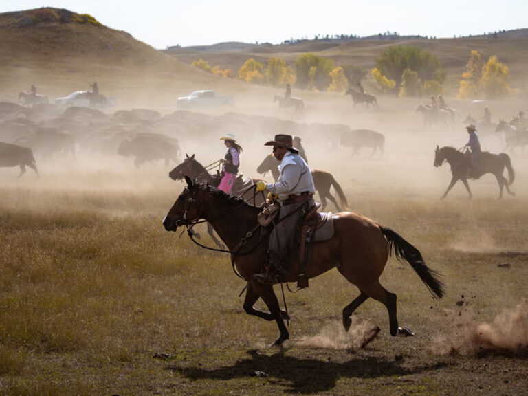 custer state park buffalo roundup 768x576