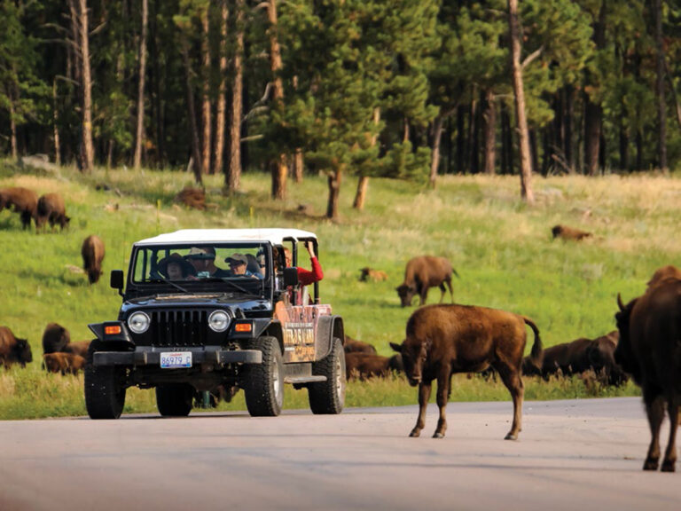 custer state park safari buffalo 768x576
