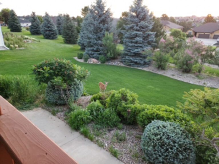 mystic mountain landscape lawn 768x576