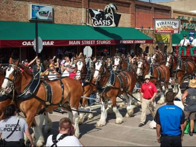 oasis fireside sturgis clydesdales 768x576
