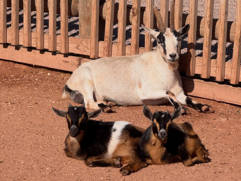 old macdonalds farm rapid city goats 768x576