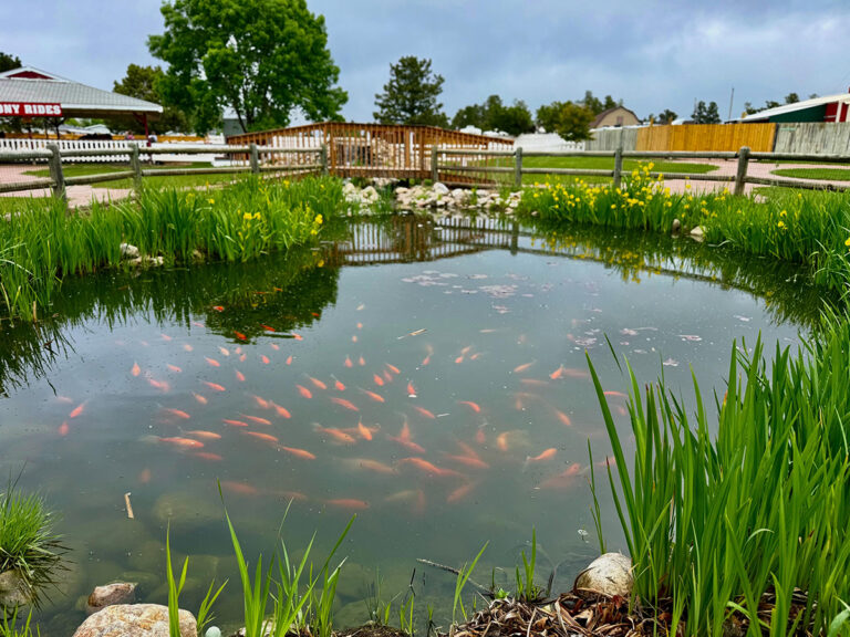 old macdonalds farm rapid city gold fish pond 768x576