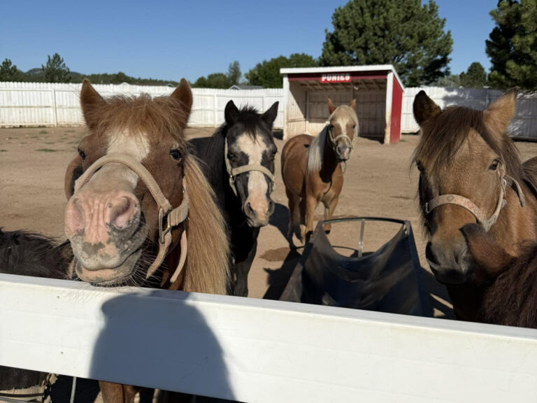 old macdonalds farm rapid city ponies 768x576