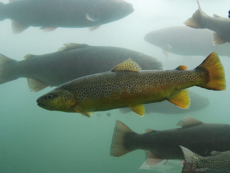 d c booth fish hatchery trout 768x576