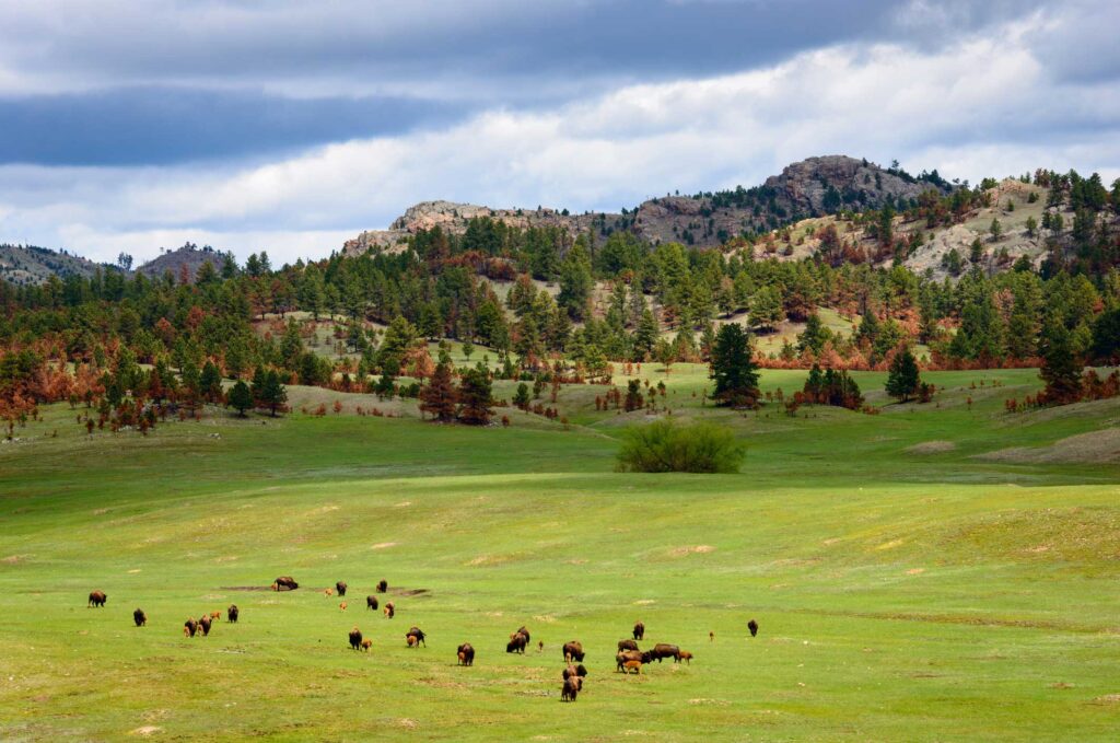 Buffalo Heard Grazing under the Hills in Custer, SD
